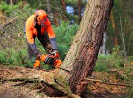 Best Tree Mulching  in Rutgers University Busch Campus, NJ