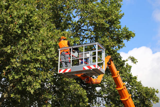 Best Arborist Consultation Services  in Rutgers University Busch Campus, NJ